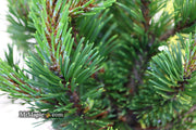 - Pinus mugo 'Sherwood Compact' Dwarf Mountain Pine Tree - Mr Maple │ Buy Japanese Maple Trees