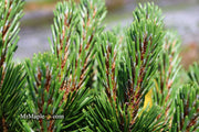 - Pinus mugo 'Sherwood Compact' Dwarf Mountain Pine Tree - Mr Maple │ Buy Japanese Maple Trees