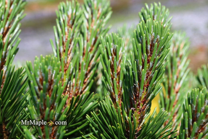 - Pinus mugo 'Sherwood Compact' Dwarf Mountain Pine Tree - Mr Maple │ Buy Japanese Maple Trees
