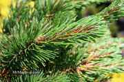 - Pinus mugo 'Sherwood Compact' Dwarf Mountain Pine Tree - Mr Maple │ Buy Japanese Maple Trees