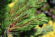 - Pinus mugo 'Sherwood Compact' Dwarf Mountain Pine Tree - Mr Maple │ Buy Japanese Maple Trees