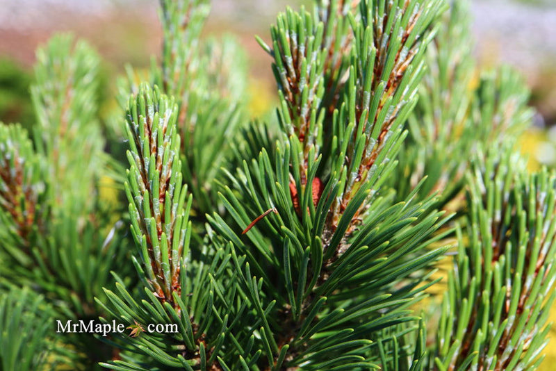 - Pinus mugo 'Sherwood Compact' Dwarf Mountain Pine Tree - Mr Maple │ Buy Japanese Maple Trees