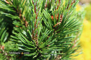 - Pinus mugo 'Sherwood Compact' Dwarf Mountain Pine Tree - Mr Maple │ Buy Japanese Maple Trees