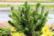 - Pinus mugo 'Sherwood Compact' Dwarf Mountain Pine Tree - Mr Maple │ Buy Japanese Maple Trees