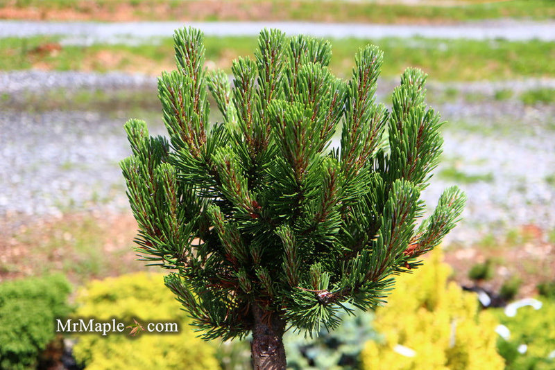 - Pinus mugo 'Sherwood Compact' Dwarf Mountain Pine Tree - Mr Maple │ Buy Japanese Maple Trees