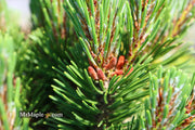 - Pinus mugo 'Sherwood Compact' Dwarf Mountain Pine Tree - Mr Maple │ Buy Japanese Maple Trees
