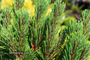 - Pinus mugo 'Sherwood Compact' Dwarf Mountain Pine Tree - Mr Maple │ Buy Japanese Maple Trees