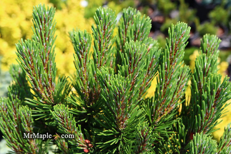 - Pinus mugo 'Sherwood Compact' Dwarf Mountain Pine Tree - Mr Maple │ Buy Japanese Maple Trees