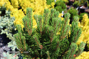 - Pinus mugo 'Sherwood Compact' Dwarf Mountain Pine Tree - Mr Maple │ Buy Japanese Maple Trees