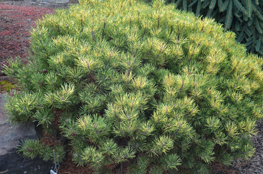 - Pinus mugo 'Sunshine’ Variegated Dwarf Mountain Pine Tree - Mr Maple │ Buy Japanese Maple Trees