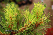 - Pinus mugo 'Sunshine’ Variegated Dwarf Mountain Pine Tree - Mr Maple │ Buy Japanese Maple Trees