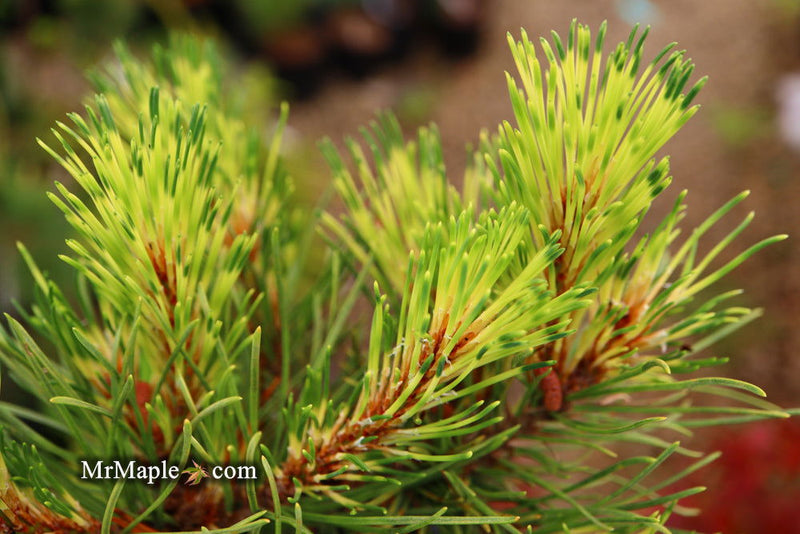 - Pinus mugo 'Sunshine’ Variegated Dwarf Mountain Pine Tree - Mr Maple │ Buy Japanese Maple Trees