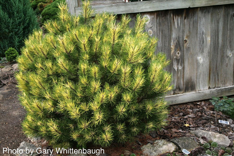 - Pinus mugo 'Sunshine’ Variegated Dwarf Mountain Pine Tree - Mr Maple │ Buy Japanese Maple Trees