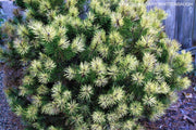 - Pinus mugo 'Sunshine’ Variegated Dwarf Mountain Pine Tree - Mr Maple │ Buy Japanese Maple Trees