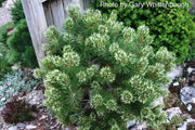 - Pinus mugo 'Sunshine’ Variegated Dwarf Mountain Pine Tree - Mr Maple │ Buy Japanese Maple Trees