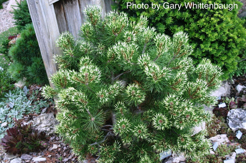 - Pinus mugo 'Sunshine’ Variegated Dwarf Mountain Pine Tree - Mr Maple │ Buy Japanese Maple Trees