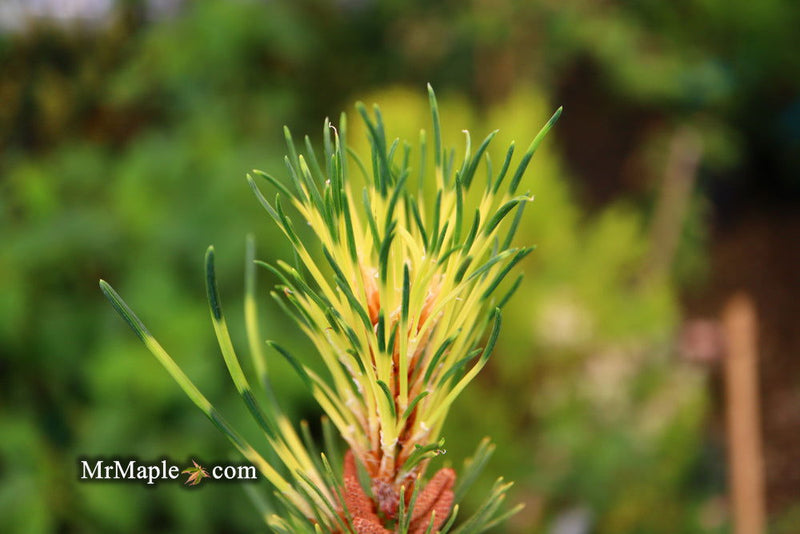 - Pinus mugo 'Sunshine’ Variegated Dwarf Mountain Pine Tree - Mr Maple │ Buy Japanese Maple Trees