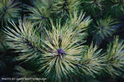 - Pinus mugo 'Sunshine’ Variegated Dwarf Mountain Pine Tree - Mr Maple │ Buy Japanese Maple Trees