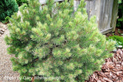 - Pinus mugo 'Sunshine’ Variegated Dwarf Mountain Pine Tree - Mr Maple │ Buy Japanese Maple Trees