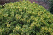 - Pinus mugo 'Sunshine’ Variegated Dwarf Mountain Pine Tree - Mr Maple │ Buy Japanese Maple Trees