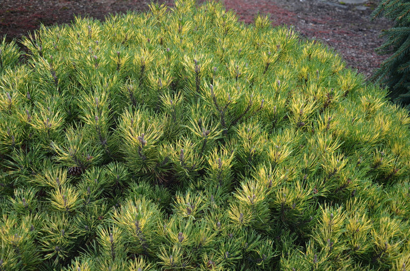 - Pinus mugo 'Sunshine’ Variegated Dwarf Mountain Pine Tree - Mr Maple │ Buy Japanese Maple Trees