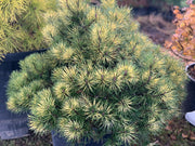 - Pinus mugo 'Sunshine’ Variegated Dwarf Mountain Pine Tree - Mr Maple │ Buy Japanese Maple Trees