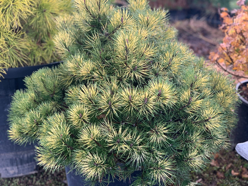 - Pinus mugo 'Sunshine’ Variegated Dwarf Mountain Pine Tree - Mr Maple │ Buy Japanese Maple Trees