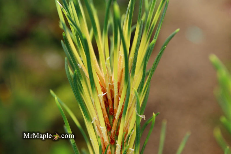 - Pinus mugo 'Sunshine’ Variegated Dwarf Mountain Pine Tree - Mr Maple │ Buy Japanese Maple Trees