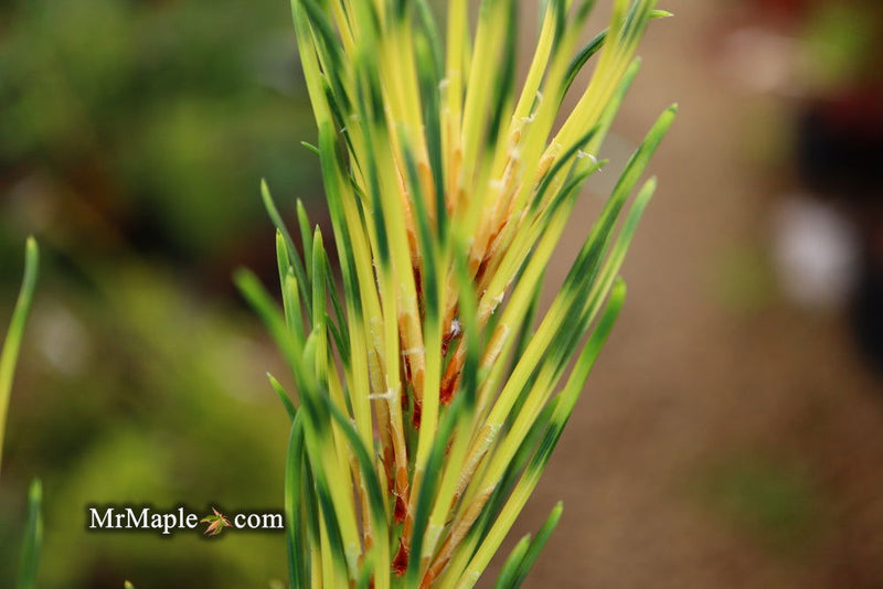 - Pinus mugo 'Sunshine’ Variegated Dwarf Mountain Pine Tree - Mr Maple │ Buy Japanese Maple Trees
