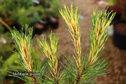 - Pinus mugo 'Sunshine’ Variegated Dwarf Mountain Pine Tree - Mr Maple │ Buy Japanese Maple Trees