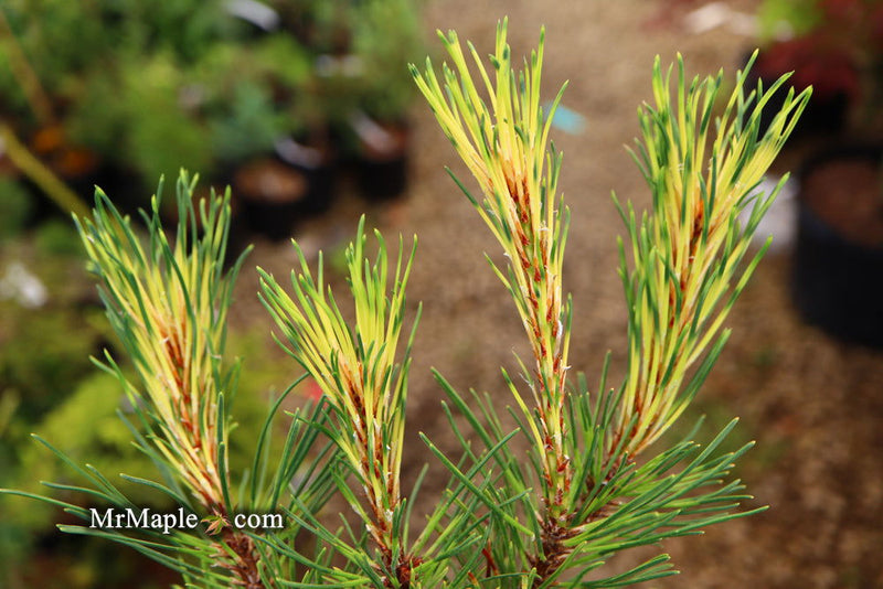 - Pinus mugo 'Sunshine’ Variegated Dwarf Mountain Pine Tree - Mr Maple │ Buy Japanese Maple Trees