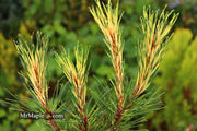 - Pinus mugo 'Sunshine’ Variegated Dwarf Mountain Pine Tree - Mr Maple │ Buy Japanese Maple Trees