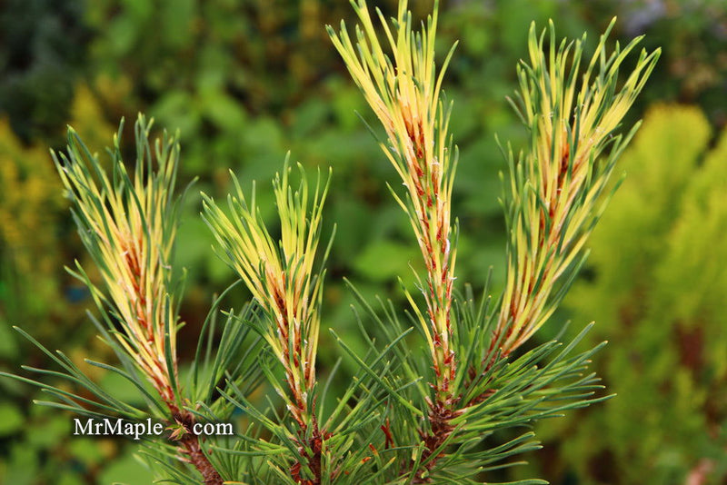 - Pinus mugo 'Sunshine’ Variegated Dwarf Mountain Pine Tree - Mr Maple │ Buy Japanese Maple Trees