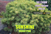 - Pinus mugo 'Sunshine’ Variegated Dwarf Mountain Pine Tree - Mr Maple │ Buy Japanese Maple Trees
