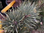 - Pinus mugo 'Yellow Point’ Evergreen Mugo Pine Tree - Mr Maple │ Buy Japanese Maple Trees