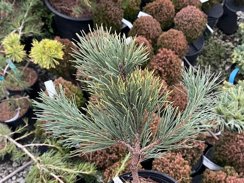 - Pinus mugo 'Yellow Point’ Evergreen Mugo Pine Tree - Mr Maple │ Buy Japanese Maple Trees