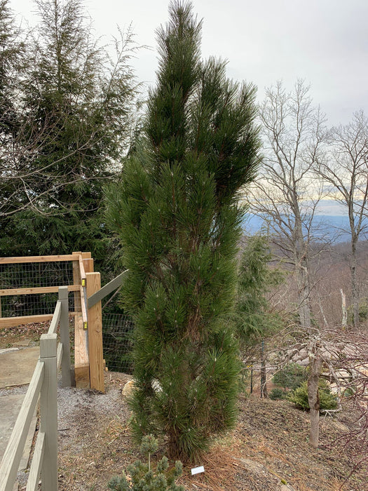 - Pinus nigra 'Arnold's Sentinel' Columnar Austrian Black Pine Tree - Mr Maple │ Buy Japanese Maple Trees