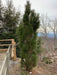 - Pinus nigra 'Arnold's Sentinel' Columnar Austrian Black Pine Tree - Mr Maple │ Buy Japanese Maple Trees