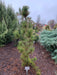 - Pinus nigra 'Arnold's Sentinel' Columnar Austrian Black Pine Tree - Mr Maple │ Buy Japanese Maple Trees