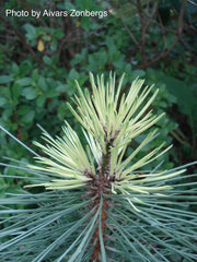 - Pinus nigra ‘Caperci’s Golden Cream’ Austrian Black Pine Tree - Mr Maple │ Buy Japanese Maple Trees