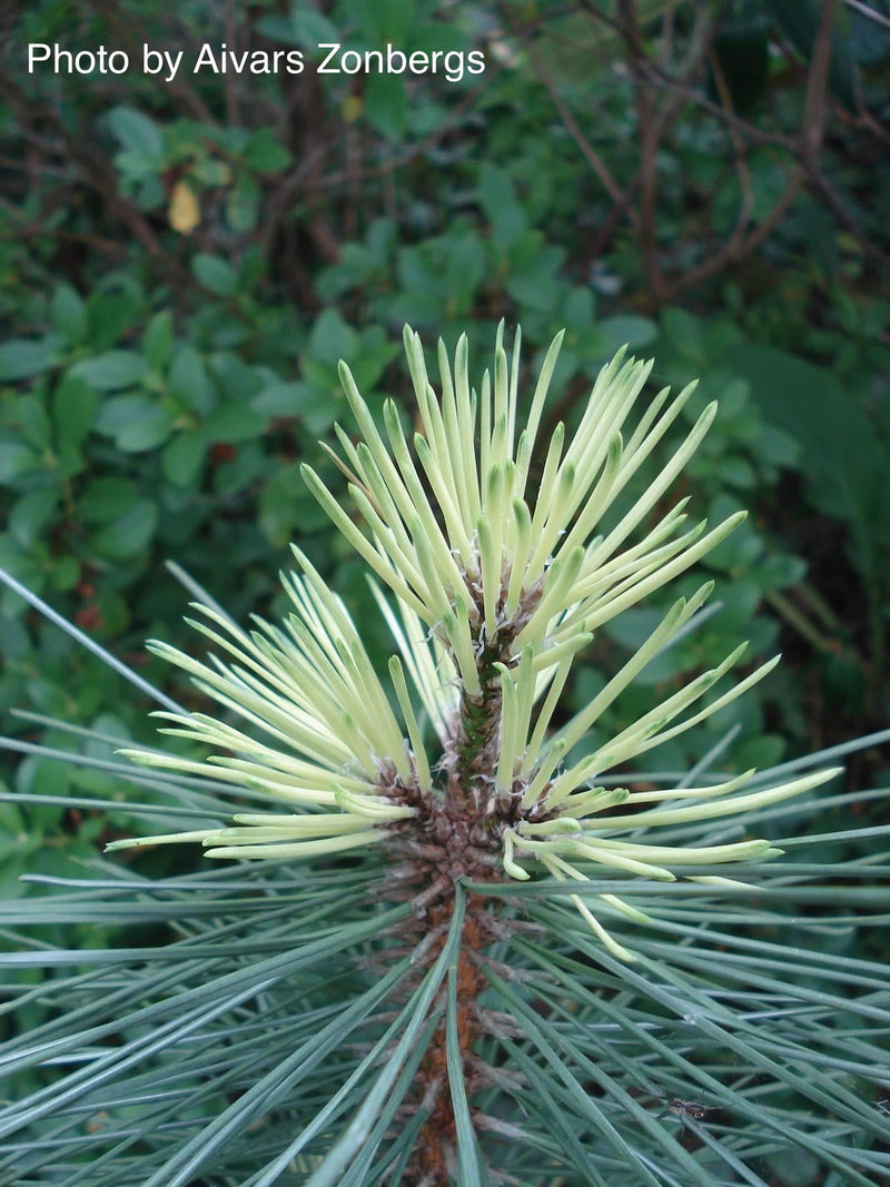 - Pinus nigra ‘Caperci’s Golden Cream’ Austrian Black Pine Tree - Mr Maple │ Buy Japanese Maple Trees