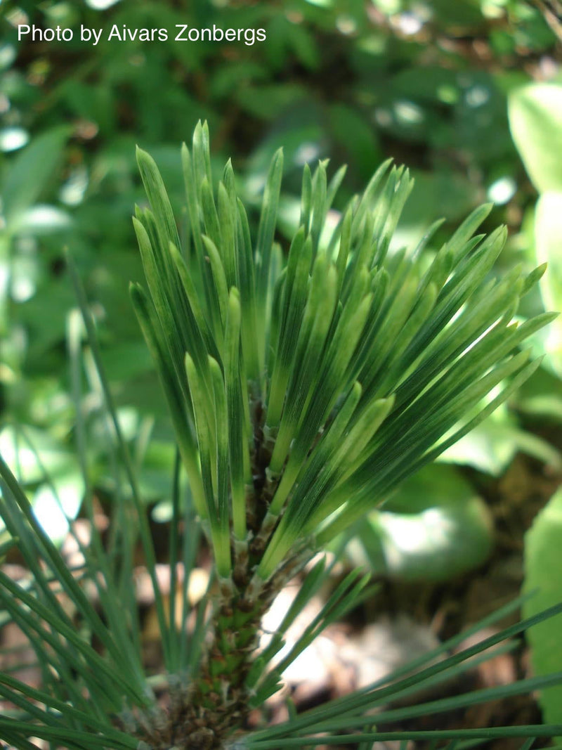 - Pinus nigra ‘Caperci’s Golden Cream’ Austrian Black Pine Tree - Mr Maple │ Buy Japanese Maple Trees