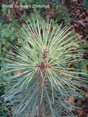- Pinus nigra ‘Caperci’s Golden Cream’ Austrian Black Pine Tree - Mr Maple │ Buy Japanese Maple Trees