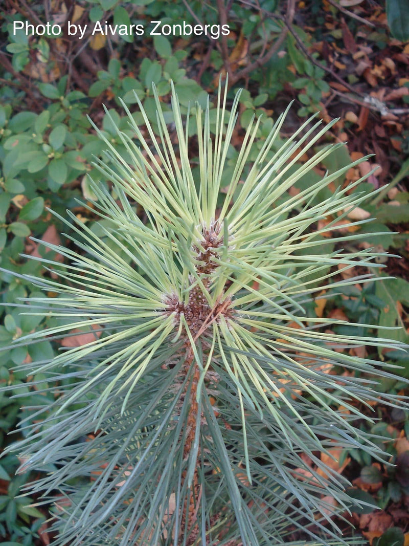 - Pinus nigra ‘Caperci’s Golden Cream’ Austrian Black Pine Tree - Mr Maple │ Buy Japanese Maple Trees