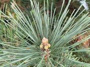 - Pinus nigra ‘Caperci’s Golden Cream’ Austrian Black Pine Tree - Mr Maple │ Buy Japanese Maple Trees