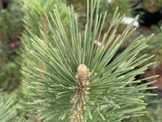 - Pinus nigra ‘Caperci’s Golden Cream’ Austrian Black Pine Tree - Mr Maple │ Buy Japanese Maple Trees
