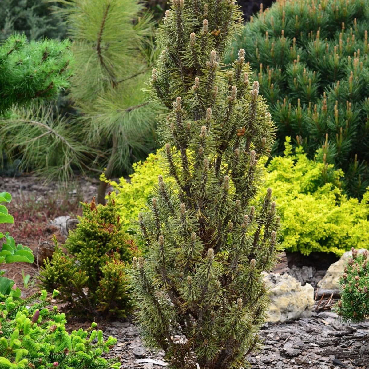 Buy Pinus nigra 'Frank' Columnar Austrian Black Pine Tree — Mr Maple │ Buy  Japanese Maple Trees