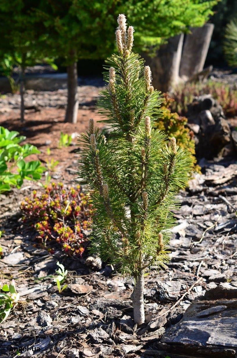 - Pinus nigra 'Frank' Columnar Austrian Black Pine Tree - Mr Maple │ Buy Japanese Maple Trees