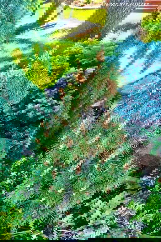 - Pinus nigra 'Frank' Columnar Austrian Black Pine Tree - Mr Maple │ Buy Japanese Maple Trees