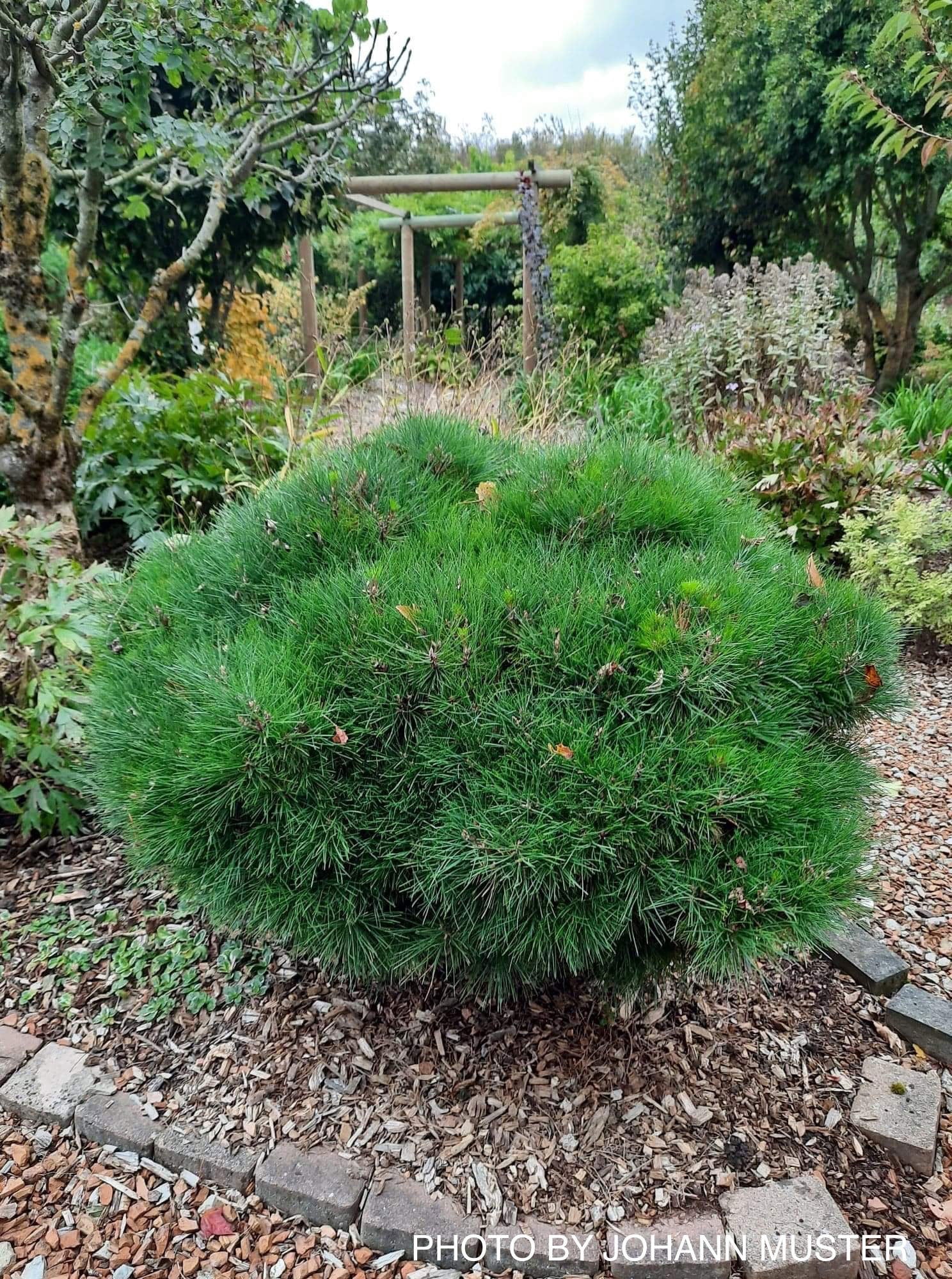 Buy Pinus nigra 'Gaelle Bregeon' Bambino Austrian Black Pine Tree